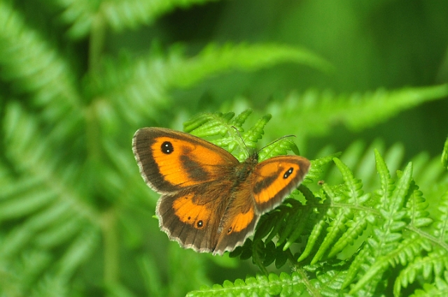 04 07 15_5761_edited-1.jpg - EXCEPTIONALLY BRIGHT GATEKEEPER - JUST EMERGED - CHASE WOOD - 4.7.15